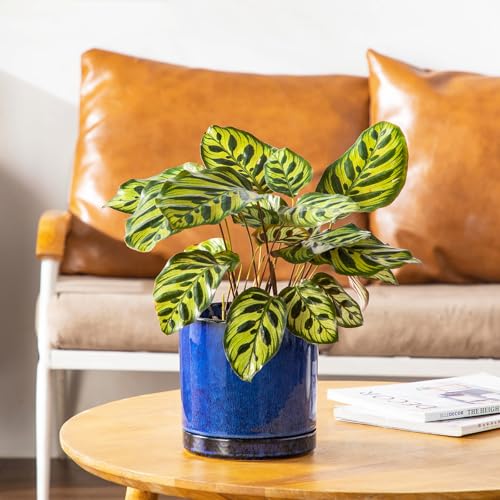 Vancasso 3-Piece Ceramic Plant Pot Set for Elegant Decor - DIY Builder's Hub